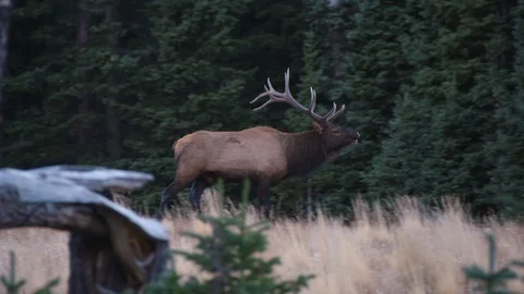 Elk Bugling with steam Stock Footage 117537347