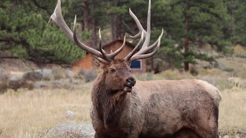 Elk bull bugling during rut Stock Footage 346663012