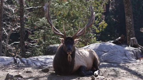 Elk bull camera rolling by paralax style shot slomo 動画素材 220958113