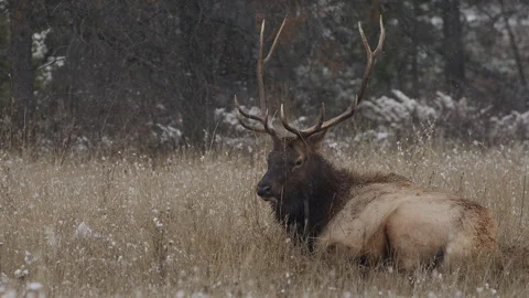 Elk, bull, resting in snow fall during rut,wapiti, 4k Stock Footage 255476003