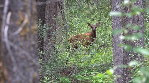 Elk Calf Between Trees in the Mountains Stock Footage 114666421