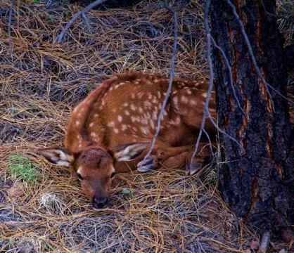 Elk Calf laying down in pine needles under tree in New Mexico Stock Photos