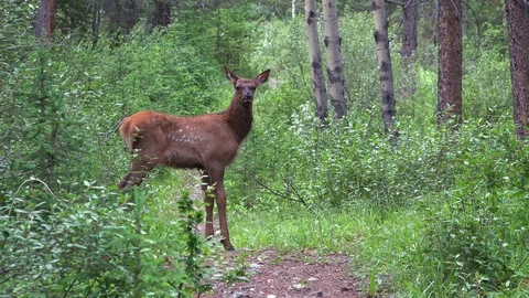 Elk Calf on Mountain Path Stock Footage 114666383