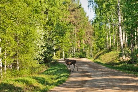 Elk calf Stock Photos