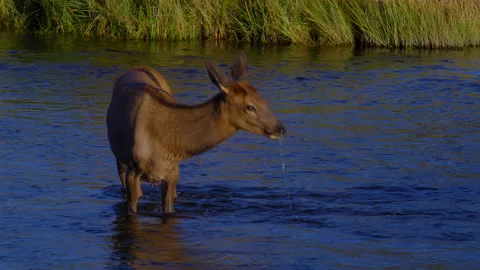 Elk Calf sips water while standing in a river in Yellowstone National Park. Vidéo 169672383