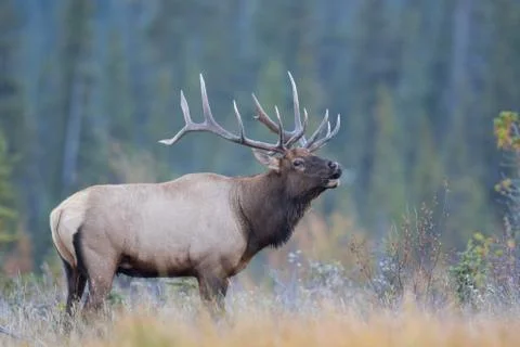Elk Calling Stock Photos