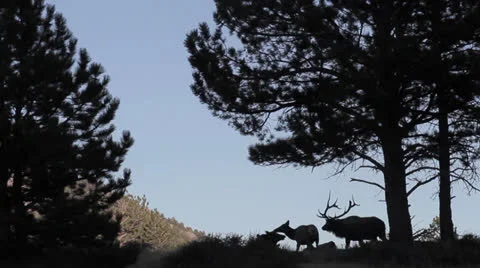 Elk Calling.mp4 Video stock 24817167