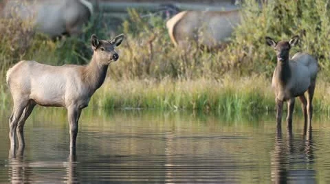Elk Calves in Lake Video stock 20523643