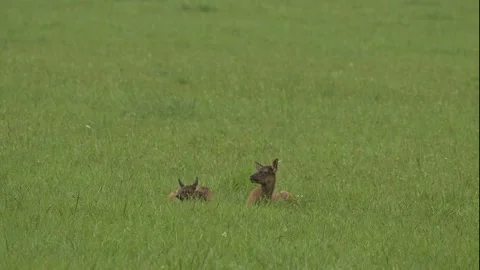 Elk Calves Lying in Field Stock Footage 284104120