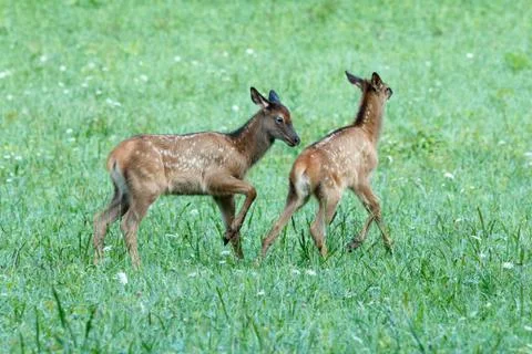 Elk calves playing Stock Photos