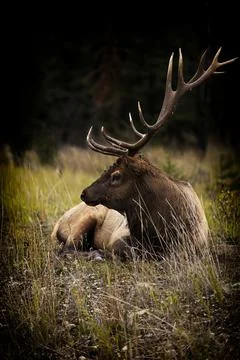 The elk, Canada Stock Photos