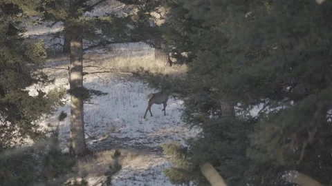 Elk cautiously walking through the trees Stock Footage 310535640