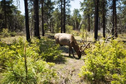 Elk (Cervus Elaphus) in the Forest during Sunny day Stock Photos