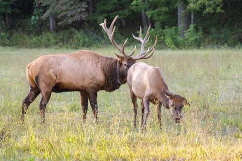 Elk Checking Cow Stock Photos