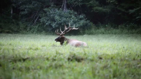 Elk Chewing Stock Footage 128147274