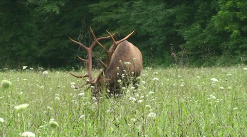 Elk Close Up 1 Stock Footage 29795950