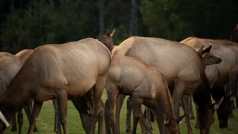 Elk close up Stock Footage 101986431