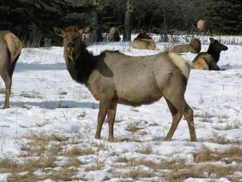 Elk close-up Stock Photos