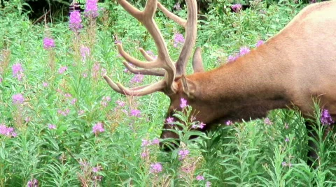 Elk (closeup) Stock Footage 307338