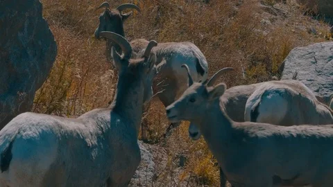 Elk Closeup Stock Footage 83671900