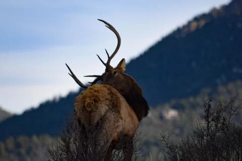 Elk in Colorado Stock Photos