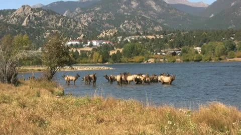 Elk Cooling Off During the Rut Vídeos de archivo 12451794