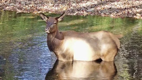 Elk Cow Cools in a Mountain Stream Stock-Footage 84131969
