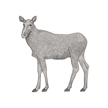 Elk cow Stock Illustration