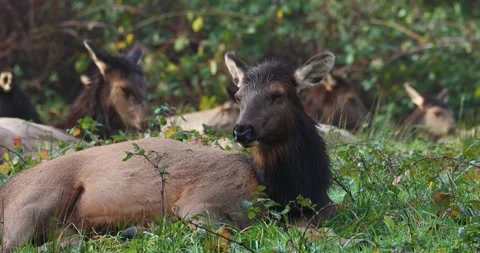 Elk Cow Resting. Stock Footage 328477155