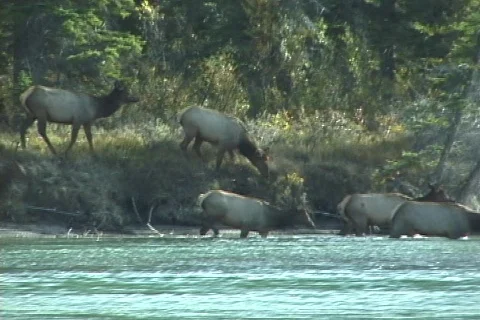 Elk Cross River (1 of 3) Stock Footage