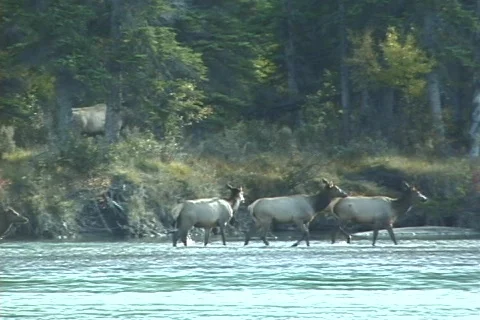 Elk Cross River (2 of 3) Stock Footage