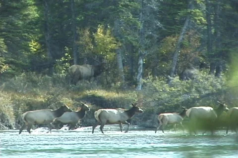 Elk Cross River (3 of 3) Stock Footage