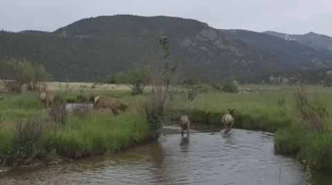 Elk cross a stream Stock Footage 47289926