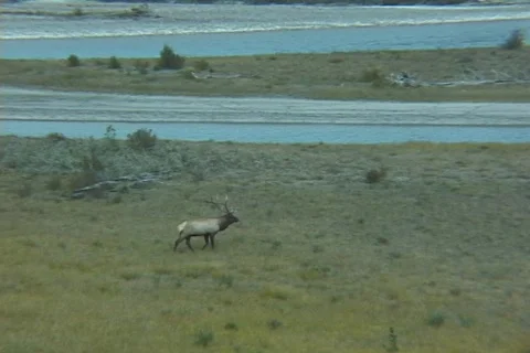 Elk Crossing Island Stock Footage