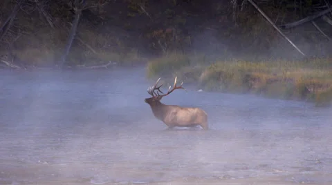 Elk Crossing Madison River in Yellowstone National Park Stock Footage