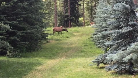 Elk Crossing Pathway Stock Footage 123169945