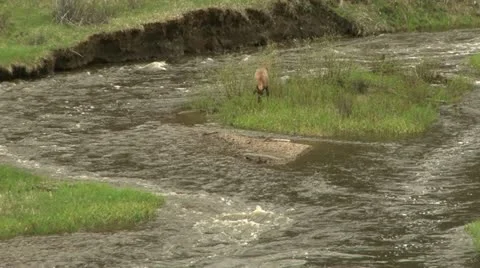 Elk crossing river Stock Footage 12766507