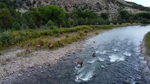 Elk Crossing River Stock Footage 293340709