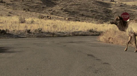 Elk Crossing the Road Stock Footage 39590989