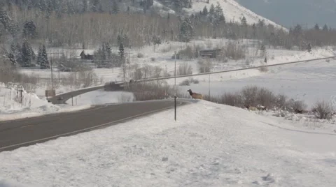 Elk Crossing Road Video stock 45594723