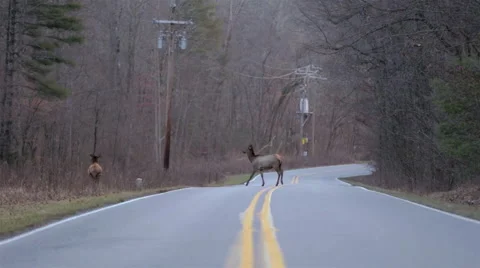 Elk Crossing The Road Stock Footage 46517031