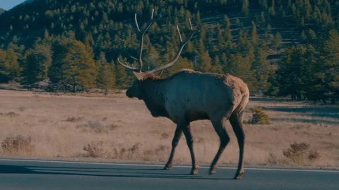 Elk crossing the road Stock Footage 82969875