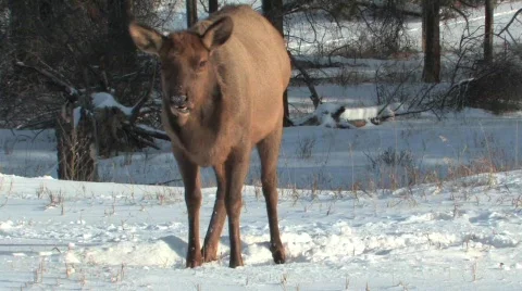 Elk in deep snow Video stock 332043