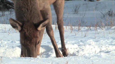 Elk in deep snow Stock Footage 332052
