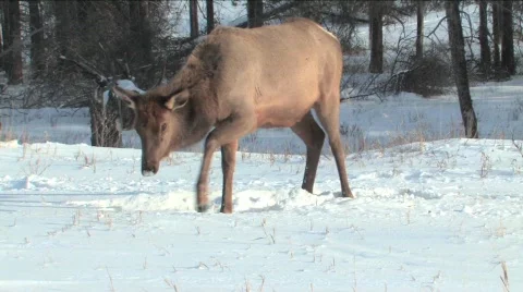 Elk in deep snow Stock Footage 332059