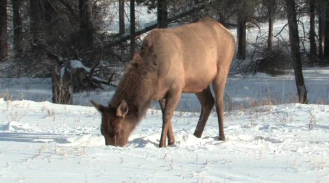 Elk in deep snow Stock-Footage 332073