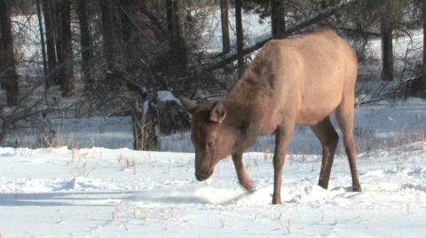 Elk in deep snow Stock Footage 332101