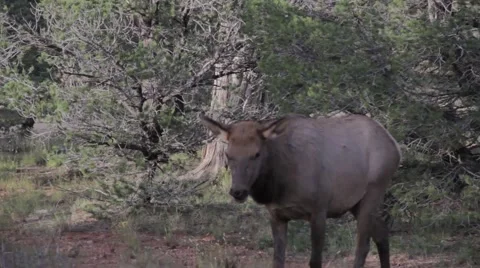 Elk, deer, walking through wilderness 動画素材 56327545