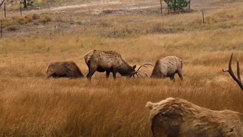 Elk Digging | RMNP | Sparring | HD Footage Stock Footage 189041194