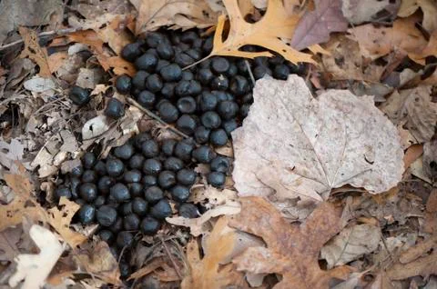 Elk droppings Stock Photos